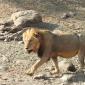Male Lion