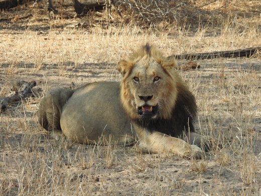 Male Lion