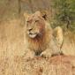 Male Lion