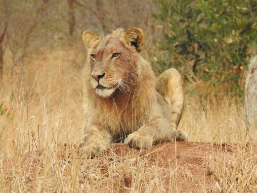 Male Lion