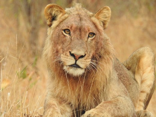 Male Lion