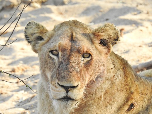 Female Lion