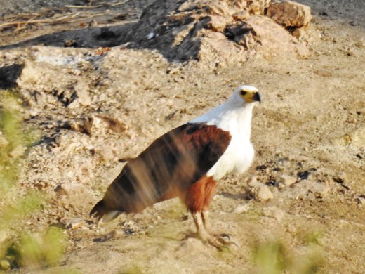 Fish Eagle