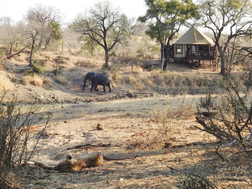 Camp, Ellie + Female Lioin