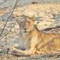  Female Lion
