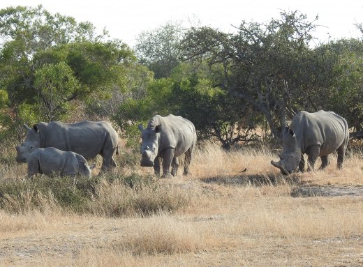 08.18.Rhino Family