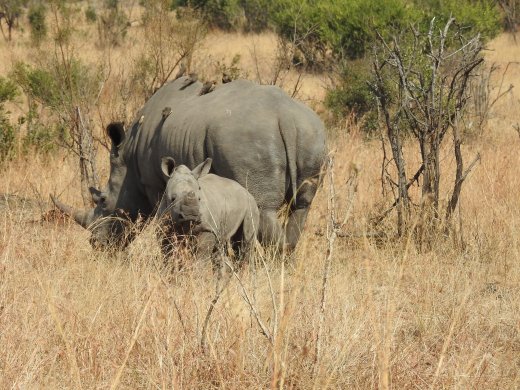 08.27.Rhino & Calf