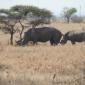 09.04.Rhino & Calf