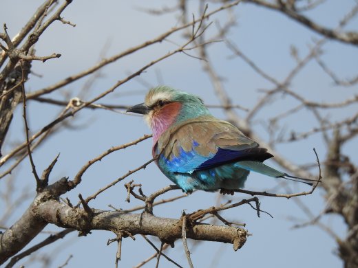 08.17.Lilac-breasted Roller