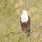 08.18.Fish Eagle