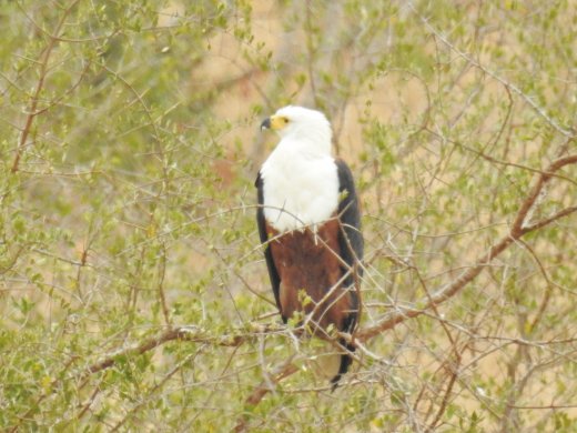 08.18.Fish Eagle