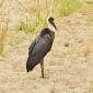 08.18.Woolly-necked Stork