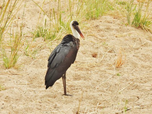 08.18.Woolly-necked Stork