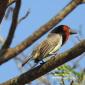 08.19.Black-collared Barbet