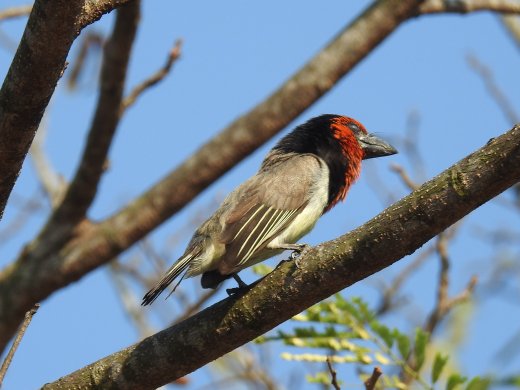 08.19.Black-collared Barbet