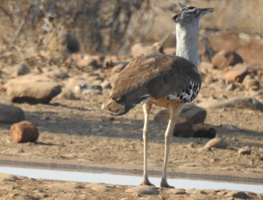 08.19. (23) Kori Bustard