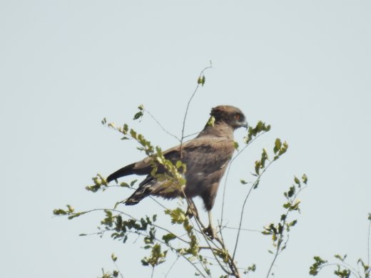 08.19.Brown Snake Eagle