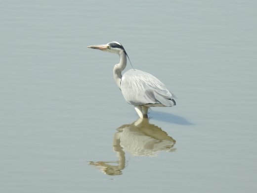08.26.Black-headed Heron