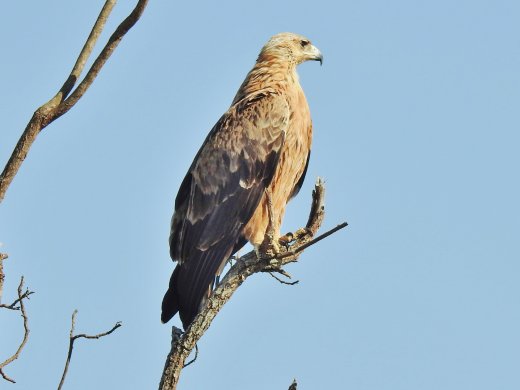 08.26.Lesser Spotted Eagle