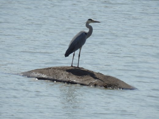 08.28.Black-headed Heron on Hippo