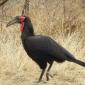 Southern Ground Hornbill