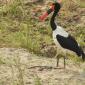 08.29.Saddle-billed Stork