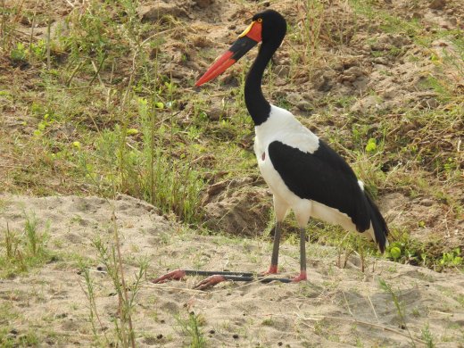 08.29.Saddle-billed Stork
