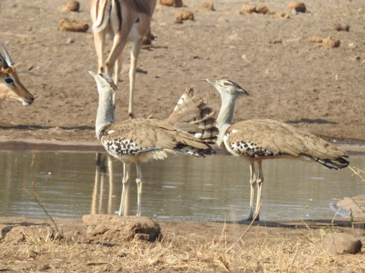 08.29.Courting Kori Bustards