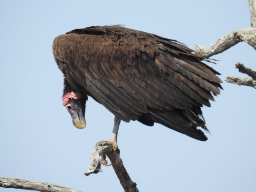 08.29.Lappet-faced Vulture
