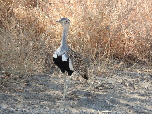 08.29.Red-crested Korhaan