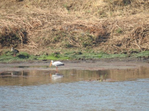 08.30.Yellow-billed Stork
