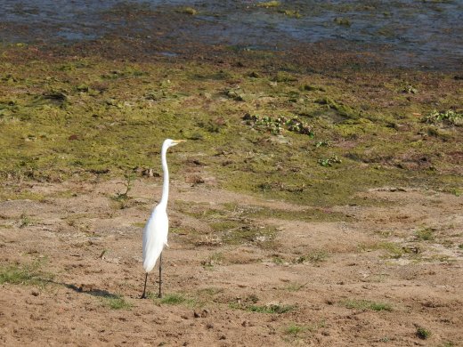 08.30.Great Egret