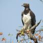 08.31.Black-chested Snake Eagle
