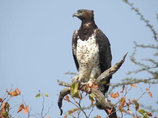 08.31.Black-chested Snake Eagle