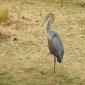 09.03.Goliath Heron