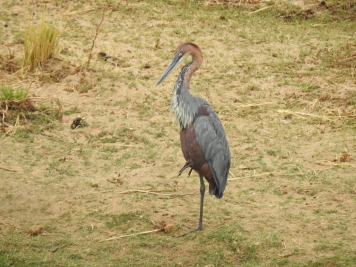 09.03.Goliath Heron