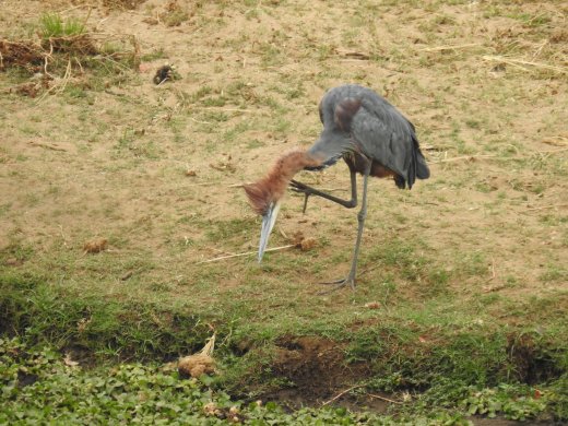 09.03.Goliath Heron