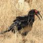 09.04.Southern Ground Hornbill