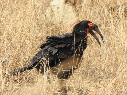 09.04.Southern Ground Hornbill