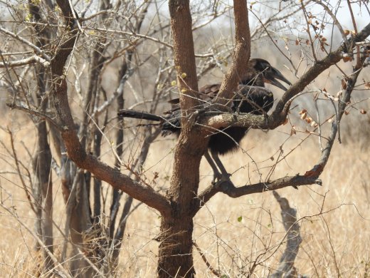 09.04.Southern Ground Hornbill