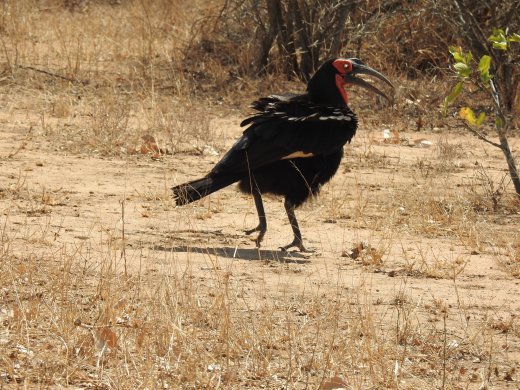 09.04.Southern Ground Hornbill