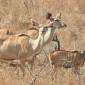 08.17.Female Kudus with Young