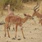 08.17.Bushbok with Impala