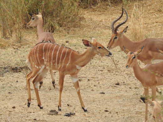 08.17.Bushbok with Impala