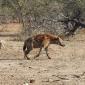 08.17.Female Hyena