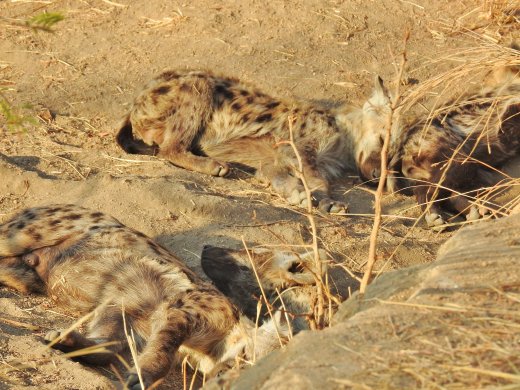 08.18.Hyena Den