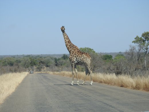 08.26.Giraffe Crossing