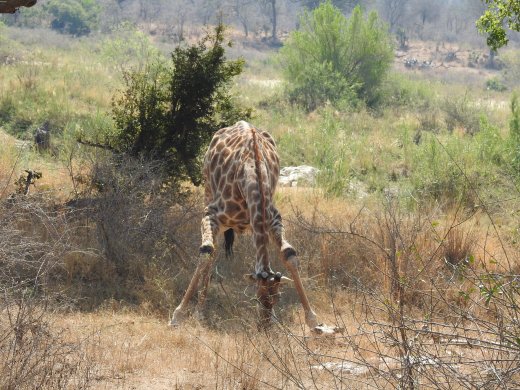 08.27.Giraffe.Eating Grass