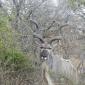 08.28.Male Kudu