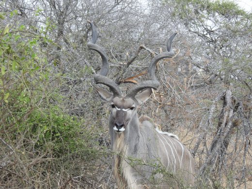 08.28.Male Kudu